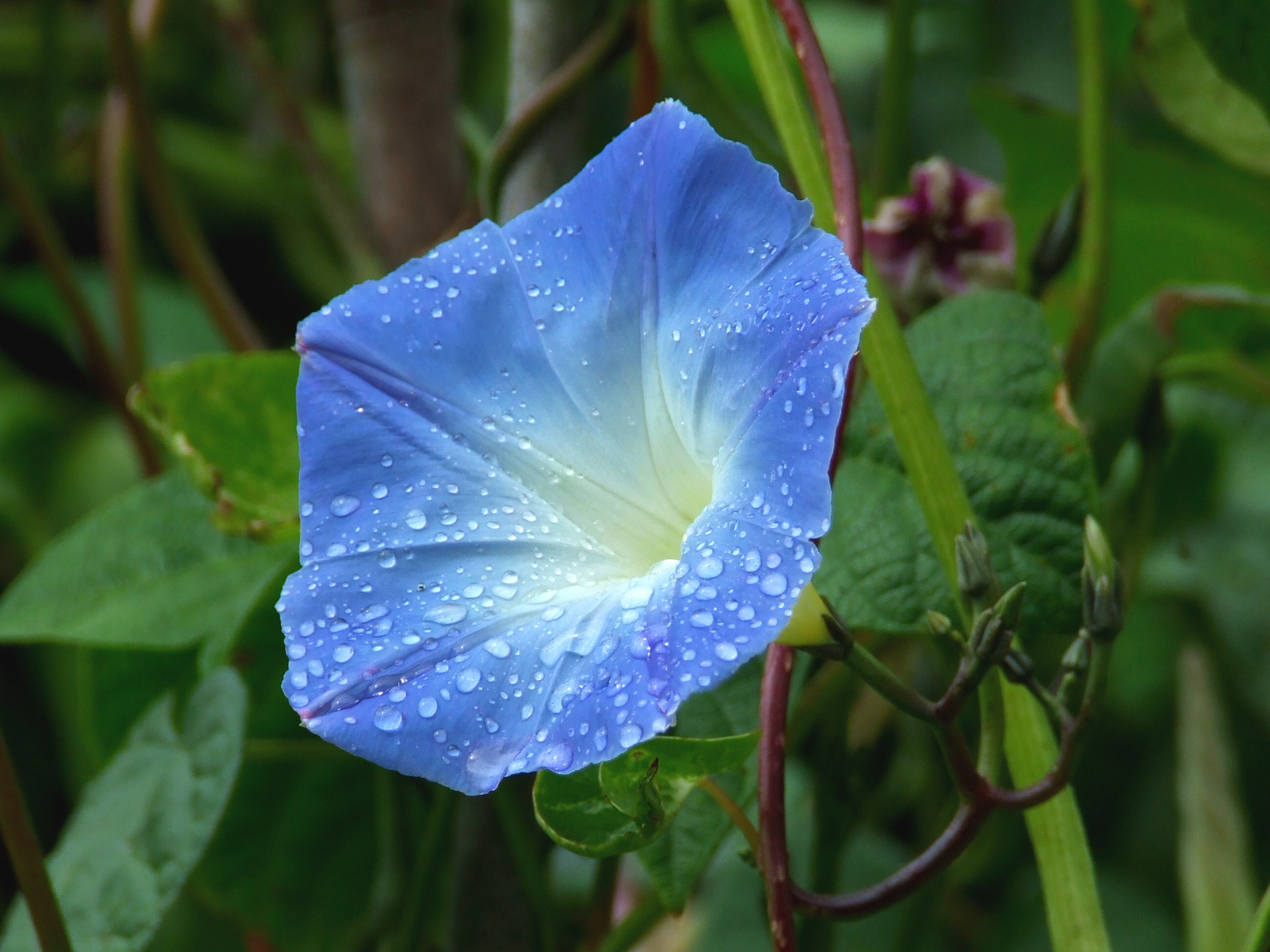  LILAC FIELD BINDWEED Bill Bagley Photography